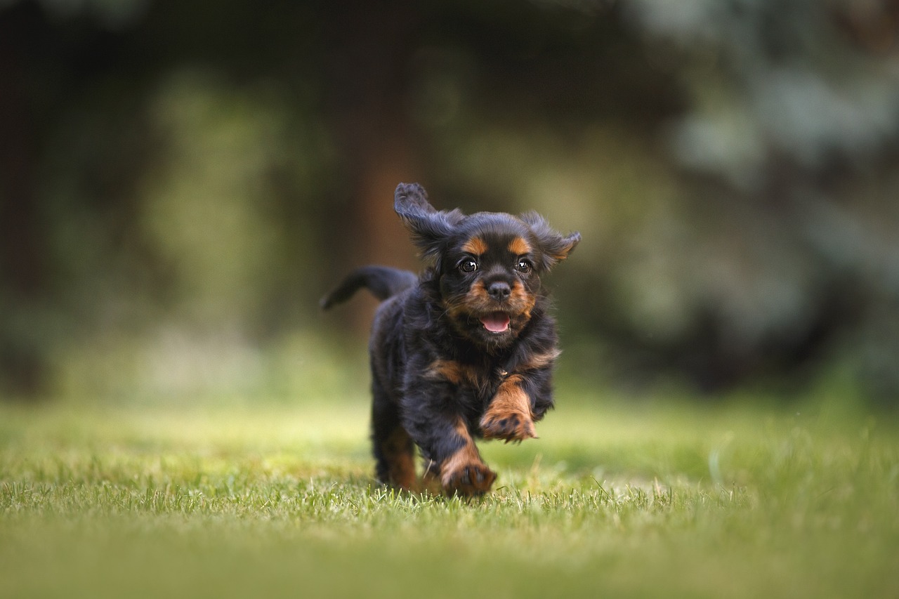 Home Security: How a Dog Can Help